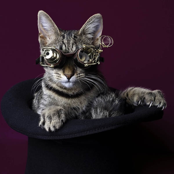КотЭпанк или Мартовские коты) (Фото 3)