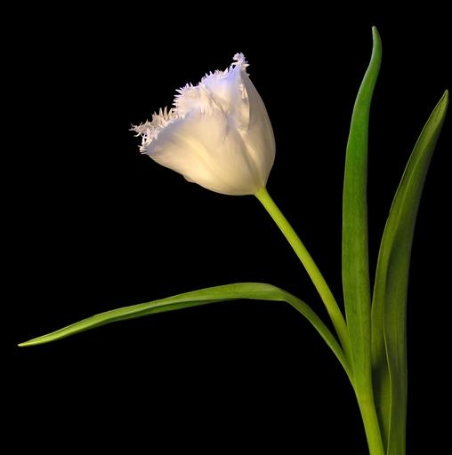 Белый тюльпан (Фото 11)