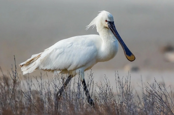 Птица колпица...