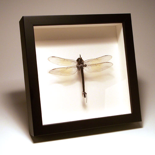 Стимпанк насекомые от Insect Lab (Фото 3)